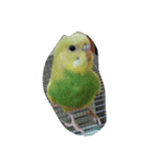peetar（個別スタンプ：4）
