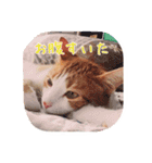 I am Kai！（個別スタンプ：7）
