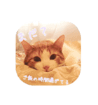 I am Kai！（個別スタンプ：13）