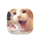 I am Kai！（個別スタンプ：16）