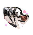 Chaplin the dalmatian（個別スタンプ：1）