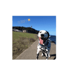 Chaplin the dalmatian（個別スタンプ：2）