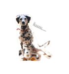 Chaplin the dalmatian（個別スタンプ：3）