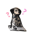Chaplin the dalmatian（個別スタンプ：5）