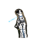 Chaplin the dalmatian（個別スタンプ：6）