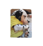 Chaplin the dalmatian（個別スタンプ：8）
