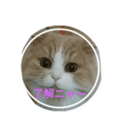 まるパパ（個別スタンプ：3）