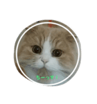 まるパパ（個別スタンプ：4）