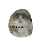 まるパパ（個別スタンプ：6）