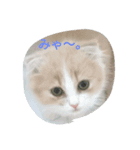まるパパ（個別スタンプ：8）
