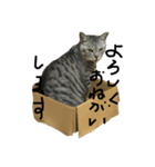鯖猫の写真で簡単な返事（個別スタンプ：1）