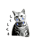 鯖猫の写真で簡単な返事（個別スタンプ：2）