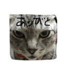 鯖猫の写真で簡単な返事（個別スタンプ：4）