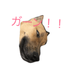 mameta katsuta（個別スタンプ：5）