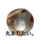 ハムスターめめ男（個別スタンプ：1）