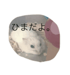 ハムスターめめ男（個別スタンプ：2）