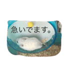 ハムスターめめ男（個別スタンプ：7）