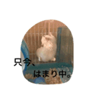ハムスターめめ男（個別スタンプ：9）