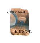 ハムスターめめ男（個別スタンプ：12）