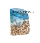 ハムスターめめ男（個別スタンプ：13）