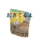 ハムスターめめ男（個別スタンプ：14）