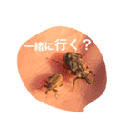 みちばたの生きものスタンプ（個別スタンプ：5）