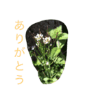 みちばたの生きものスタンプ（個別スタンプ：6）