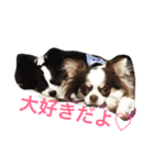 チワワ親子の日常（個別スタンプ：1）