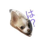 チワワ親子の日常（個別スタンプ：2）