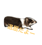 チワワ親子の日常（個別スタンプ：3）