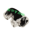 チワワ親子の日常（個別スタンプ：4）