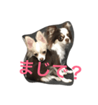 チワワ親子の日常（個別スタンプ：6）
