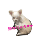 チワワ親子の日常（個別スタンプ：7）