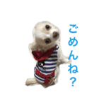 チワワ親子の日常（個別スタンプ：8）