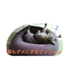 心愛ちゃんの日常（個別スタンプ：1）