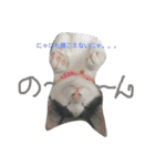 nekotetsumugi！（個別スタンプ：1）