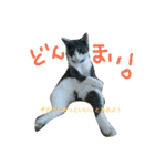 nekotetsumugi！（個別スタンプ：3）