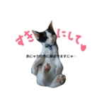 nekotetsumugi！（個別スタンプ：4）