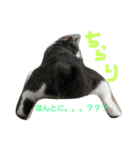 nekotetsumugi！（個別スタンプ：6）