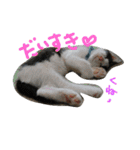 nekotetsumugi！（個別スタンプ：7）
