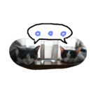 nekotetsumugi！（個別スタンプ：8）