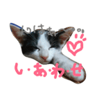 nekotetsumugi！（個別スタンプ：10）