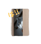 nekotetsumugi！（個別スタンプ：12）