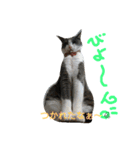 nekotetsumugi！（個別スタンプ：13）