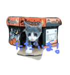 nekotetsumugi！（個別スタンプ：14）