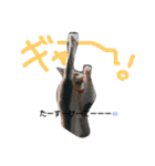 nekotetsumugi！（個別スタンプ：16）