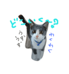 nekotetsumugi！（個別スタンプ：17）