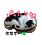 nekotetsumugi！（個別スタンプ：18）