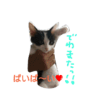 nekotetsumugi！（個別スタンプ：20）
