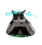 nekotetsumugi！（個別スタンプ：22）